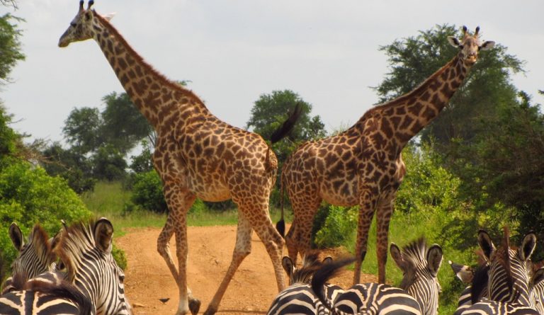 zebras, tanzania, mikumi-765885.jpg