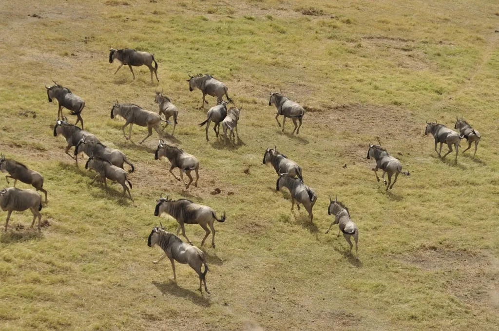 The Great Migration: Must-See Animal Migrations