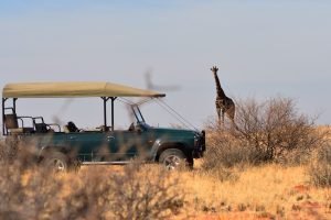giraffe, safari, africa-4459137.jpg